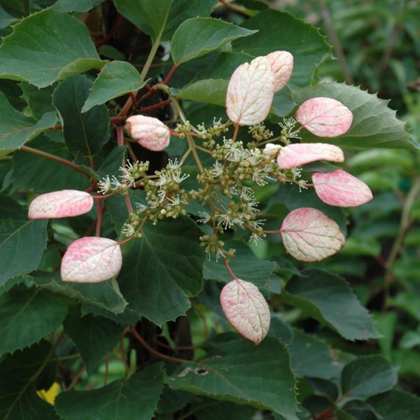 False Hydrangea Moonlight - 2c