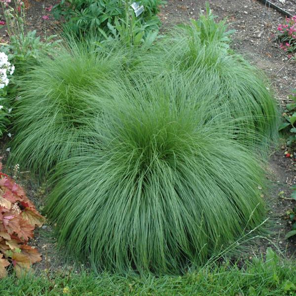 Prairie Dropseed Grass Heterolepsis - 1c