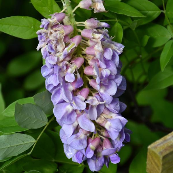 Wisteria Amethyst Falls - 3c