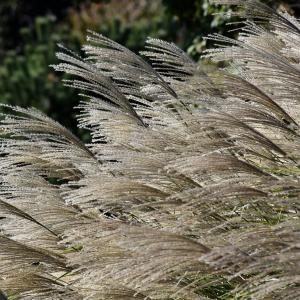 Maiden Grass Gracillimus - 2c
