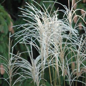 Maiden Grass Graziella - 3c