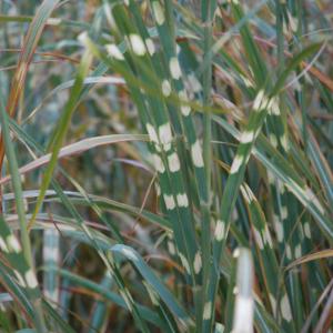 Zebra Grass Zebrinus - 3c