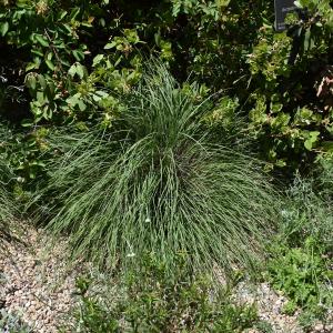 Ruby Muhly Grass  - 2c