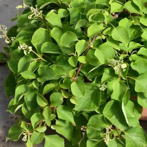 False Hydrangea Flirty Girl - 2c