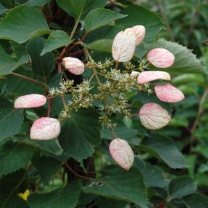 False Hydrangea Moonlight - 2c