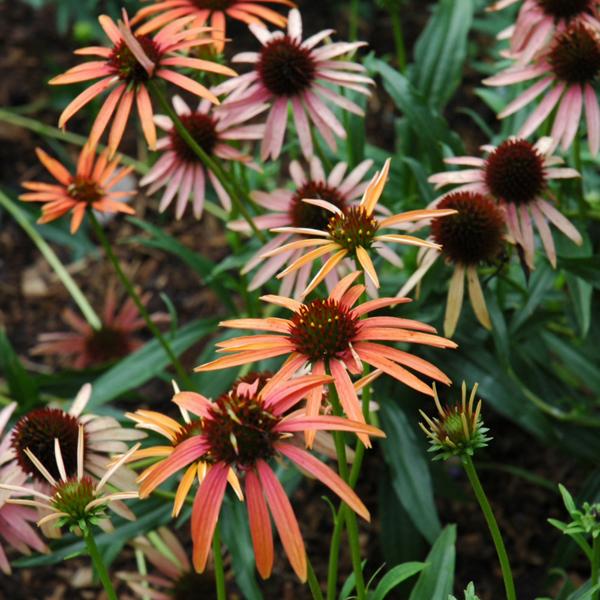 Echinacea Pixie Meadowbrite - 1c