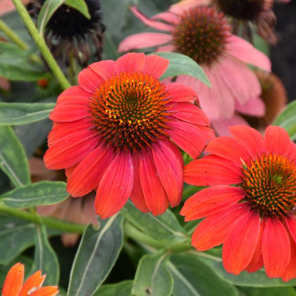 Echinacea Lakota Fire Proven Winners® - 1c