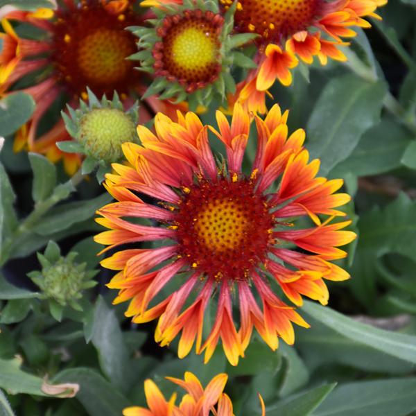 Gaillardia Mariachi Copper Sn - 1c