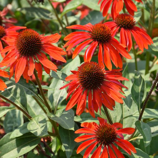 Echinacea Sangrita - 1.5c