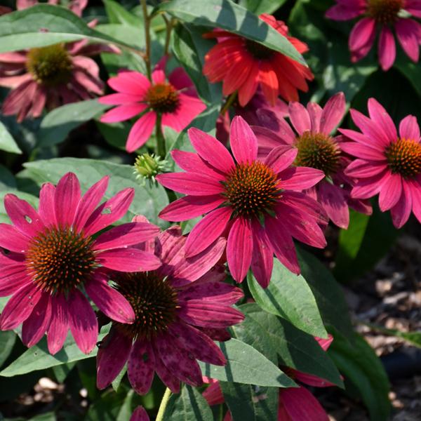 Echinacea Tres Amigos - 1.5c